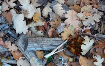 Dried leaves are combustible and should be removed from the area up to five feet from structures. Photo: Karen Gideon