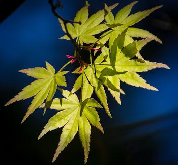 Leaves use carbon dioxide in the air, water from the soil, and energy from sunlight to make sugars through photosynthesis. Photo: Karen Gideon