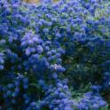 November 2021: Integrating Native Plants in Your Edible Garden