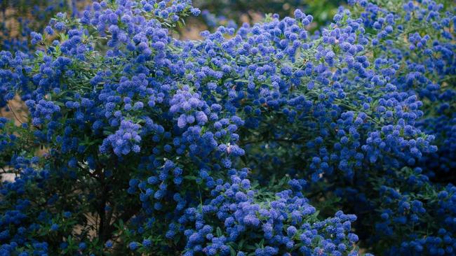 California lilac; Charlotte Harrison, Unsplash