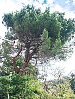 Removal of a drought-stressed tree in Corte Madera Town Park October 2021. Photo: Martha Proctor