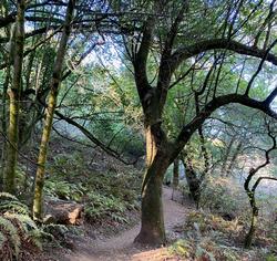 The optimum environment for Bay Laurel trees has morning sun and water much of the year. Photo: Barbara Robertson