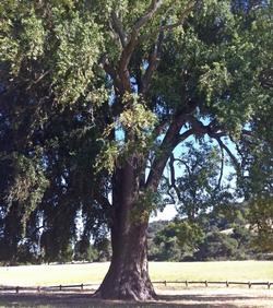 Bay Laurel trees have expanded their range into grasslands & other suboptimal areas making them susceptible to Botryosphaeria attack. Photo: Schmiebel