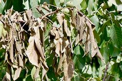 Bot is newly discovered in Bay Laurels. Look for dying leaves at branch tips as in this walnut tree. Photo: Themis J. Michailides, courtesy UC IPM