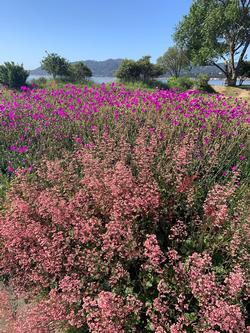 A mixture of native plants like Huchera and succulents like Calandrinia make great additions for a low water garden. Photo: James Campbell