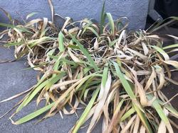 After blooming, let foliage fade and dry in place so the bulbs can store food for next year's growth. Photo: Marty Nelson
