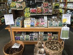 Many bulb varieties found in nurseries and catalogs will bring spring color year after year. Photo: Marty Nelson