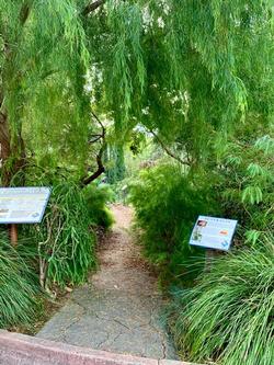 Falkirk in San Rafael displays excellent examples of drought tolerant Australian plants. Photo: Gail Mason