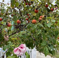 Rose hips make a Vitamin C rich tea. Pour 1 cup of hot water over ¼ cup of hips. Steep 20 minutes. Photo: Anne-Marie Walker