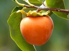 Hachiya persimmons