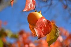 Fuyu persimmons