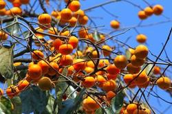 Persimmon trees