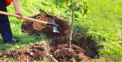 Proper planting is critical to long-term success. Photo: University of Oklahoma Extension