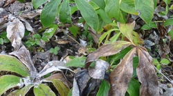Some plants, like this hellebore, do not appreciate frost. Photo: Martha Proctor