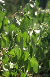 Wilting leaves can be a symptom of too much or too little water. Check the soil to see which it is. Photo: UC Regents