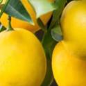 Gardener's checklist for winter