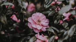 Pick up dropped camellias to avoid petal blight. Photo: Annie Spratt, unsplash