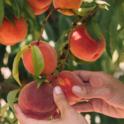 January 2022: Choosing Bare Root Fruit Trees