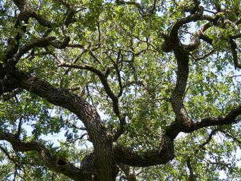 The canopy of a mature valley oak is like living sculpture, spreading artfully and gracefully. Photo: Napa Master Gardeners