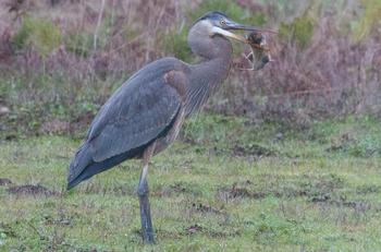Herons, hawks, and owls hunt on land for gophers, moles and other small mammals sometimes considered garden pests. Photo: Karen Gideon
