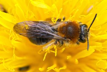 Solitary bees like this mining bee, are among the first to emerge from their soil nests in spring. Photo: Wikimedia Commons