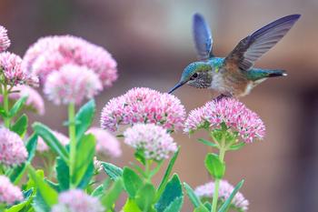Neonicotinoids are very toxic to pollinators like hummingbirds. Photo: PxHere