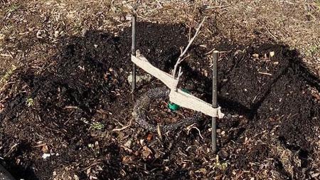 Planting a bare root tree. Photo by Joan Kozlowski
