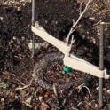 February 2022: Getting Bare Root Fruit Trees Off to a Good Start