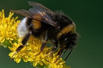 Unlike honeybees, California's native bumble bees can perform buzz pollination. Photo: Barmalyanich, Pixabay