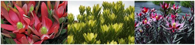 Leucadendron