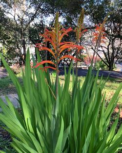 Chasmanthe floribunda stores water and nutrients underground for our summer-dry climate. Photo: David S. Walker