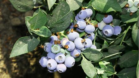 Choose low chill hour varieties for Marin. Brenda Dawson