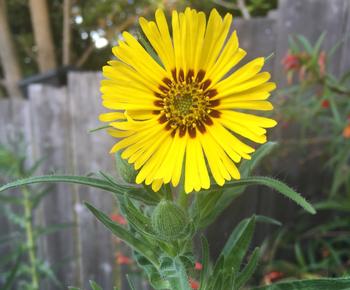 The bright yellow blossom on the Madea elegans, or tarweed, attracts bees, butterflies, and moths. Photo: Alice Cason