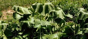 Wilted foliage can be a symptom of too much or not enough water. Photo: University of Maryland Extension