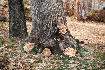 Mushrooms growing on living tree trunks are a sign of fungal infection. Photo: UC Regents