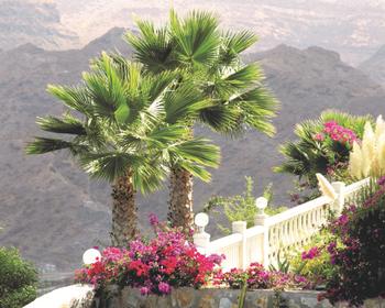 Several different varieties of palm trees do well in dry conditions. Photo: Inger Anne Hulbækdal, Dreamstime.com