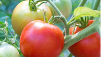 As its name suggests, Early Girl starts producing fruit in only 55 days. Photo: UCANR