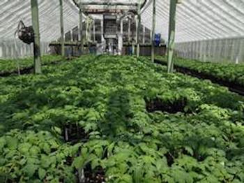 Seedlings are grown with care in the Falkirk Greenhouse in San Rafael. Photo: UCANR