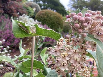 A Monarch caterpillar eating its host plant reminds us plants will have insects that eat them and not all insects are bad. Photo: Alice Cason