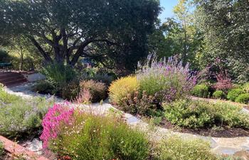 Plant California Natives in drifts and in groups of at least 3 of the same variety for the most impact. Photo: Alice Cason
