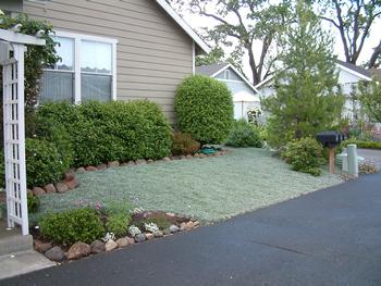 Silver carpet is an alternative to grass that sprouts pretty yellow flowers in summer. It's walkable, drought-tolerant & deer resistant. PlantMaster