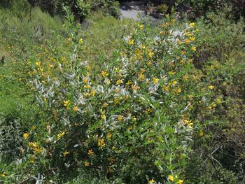 This young broom plant has dozens of maturing gray seed pods which will pop open and disperse the seed in the next few weeks. Photo: Diane Lynch