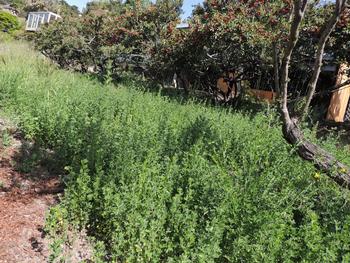 This small field was cleared a few months ago, disturbing the soil and allowing a large swathe of broom to grow. Photo: Diane Lynch
