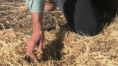 Seed potatoes are nestled into the straw at planting time. Photo: Marty Nelson