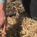 May 2022: No Digging Needed to Grow Potatoes
