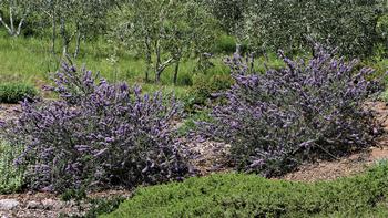 The evergreen native Ceanothus is available in many varieties. Ceanothus Blue Jeans, can quickly grow to 3' tall by 6' feet wide. Photo: Bob Mauceli