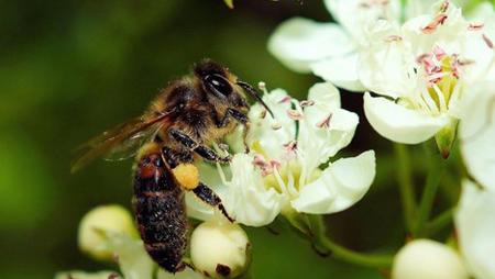 As bees move from flower to flower gathering pollen, they are also distributing pollen to fertilize the plants. Photo: Pixabay