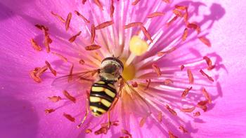 Flies pollinate over 100 crops, including cocoa for chocolate, pears, strawberries, apricots, blackberries, and many more. Kathy Keatley Garvey, UCANR