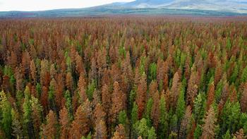 Forest damaged by Pine Bark Beetle. Photo: Matthew Brown, University of Washington