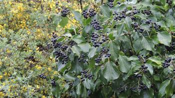 This mature ivy has produced a bumper crop of seeds ready to be planted. Photo: Diane Lynch